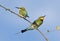 Rainbow bee eaters in outback Queensland,