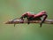 A rainbow beetle is on a plant