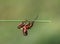 A rainbow beetle resides on a plant stalk