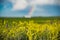 Rainbow behind canola field on prairies