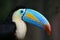 Rainbow-Billed Toucan