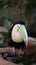 Rainbow-Billed Toucan