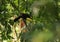 Rainbow Billed Toucan