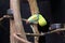 Rainbow billed Toucan, Ramphastos sulfuratus