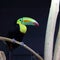 Rainbow billed Toucan, Ramphastos sulfuratus