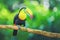 Rainbow-billed Toucan Ramphastos sulfuratus, World Wildlife Day, March