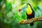 Rainbow-billed Toucan Ramphastos sulfuratus, World Wildlife Day, March