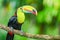 Rainbow-billed Toucan Ramphastos sulfuratus, World Wildlife Day, March