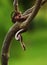 The Rainbow Boa Epicrates cenchria cenchria hanging from the branch