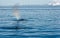 Rainbow breath from humpback whale with volcano in distance