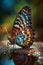 rainbow butterfly sits near the water