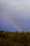 Rainbow Between Cacti