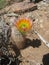 Rainbow Cactus