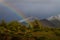 Rainbow Through a Cactus in Arizona in Front of Snow Covered Mountains