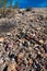 Rainbow cactus (Echinocereus pectinatus), plant among stones