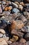 Rainbow cactus (Echinocereus pectinatus), plant among stones