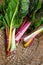 Rainbow Chard