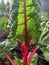 Rainbow chard leaf