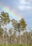 Rainbow in cloudy blue sky over Mixon`s Hammock cypress trees in Okefenokee Swamp National Wildlife Refuge Georgia USA