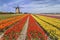 Rainbow color tulip farm