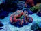 Rainbow coloration open brain LPS coral - Wellsophyllia radiata