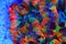 Rainbow coloration open brain LPS coral - Wellsophyllia radiata