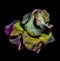Rainbow colored aged rose blossom on black background in vintage painting