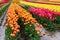 Rainbow colors of tulips planted in rows at propagation farm