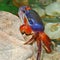 Rainbow crab Latin. Cardisoma armatum