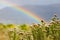 Rainbow and drops of rain on a sunny day with Fynbos flowers of Cape Town