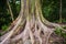 Rainbow Eucalyptus