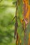 Rainbow Eucalyptus, Costa Rica