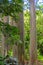 Rainbow eucalyptus Eucalyptus deglupta with colorful bark, Maui, Hawaii