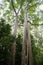 Rainbow Eucalyptus in Hawaii