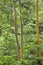 Rainbow Eucalyptus trees.