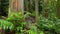 Rainbow Eucalyptus Trees in Hawaiian Rainforest