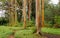 Rainbow Eucalyptus Trees, Maui, Hawaii, USA