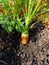 Rainbow F1 carrot growing in a pot