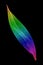 Rainbow feather