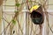 Rainbow Finch bird in aviary, Florida