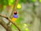 Rainbow Finch bird perched on branch, Florida