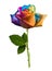 Rainbow flower rose