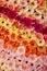 Rainbow gerbera