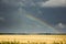 Rainbow in a golden wheat field.