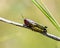 Rainbow Grasshopper