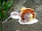 A rainbow ice cream cone dropped on the concrete floor and melting on ground in a summer day. with copy space for text