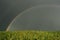 Rainbow landscape summer storm field