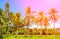 Rainbow light coco palm trees. Tropical landscape with palms. Palm tree crown on blue sky.