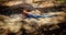 Rainbow Lizard standing on the rock in Kenya, Africa