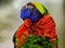 Rainbow lori Trichoglossus moluccanus close-up as he grooms hi